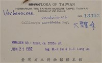 大葉紫珠(巒大紫珠)藏品圖，第2張